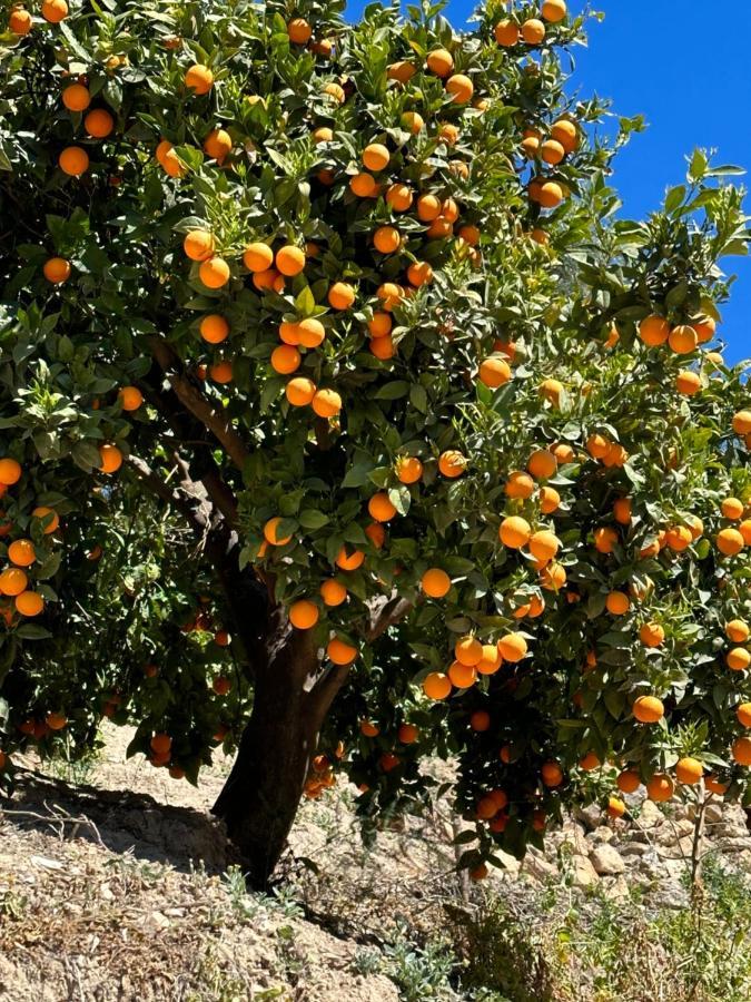 Cortijo El Pino Retreat Panzió Albuñuelas Kültér fotó