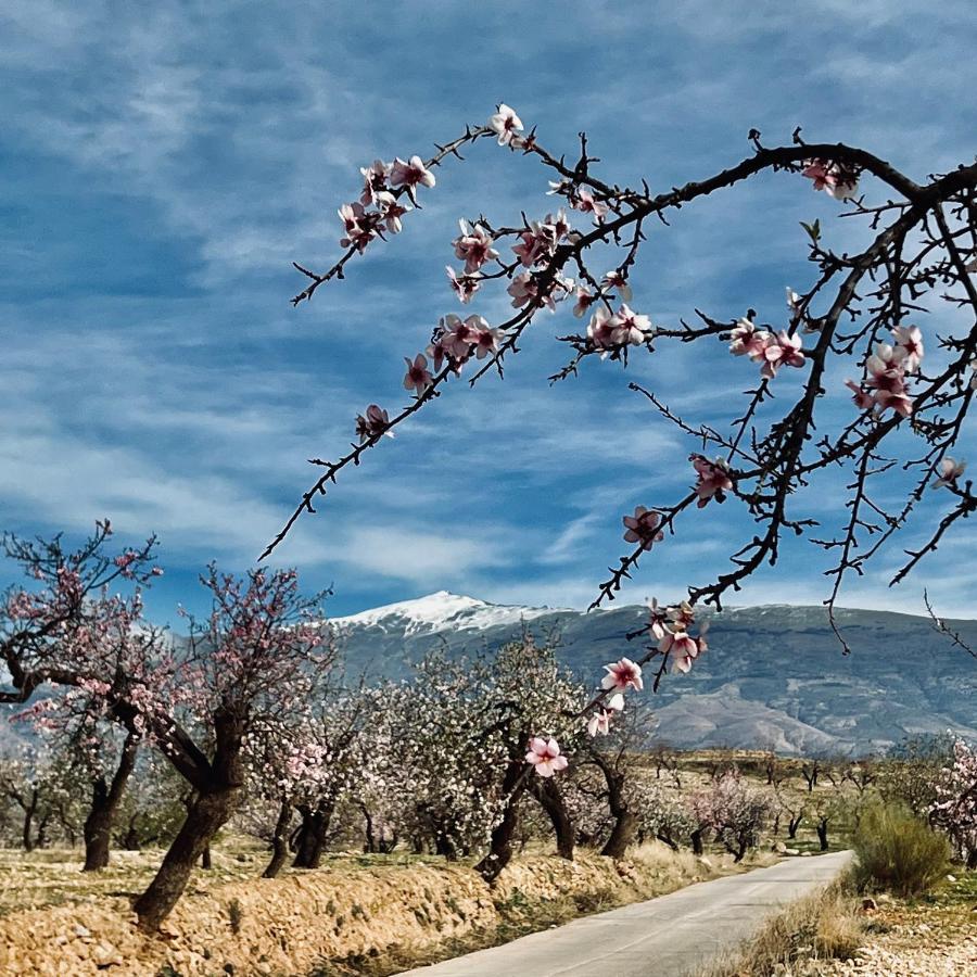 Cortijo El Pino Retreat Panzió Albuñuelas Kültér fotó